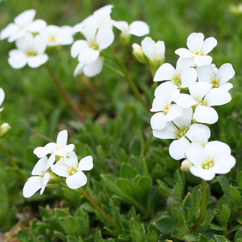 Arabis scopoliana - Kalkalpen-Schaumkresse (Blüte)