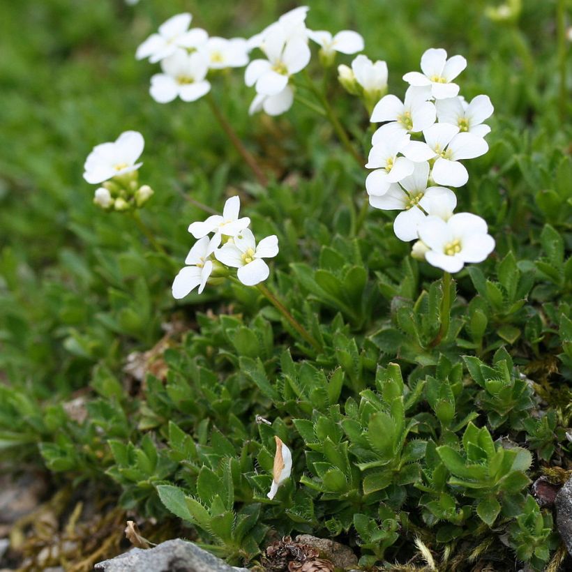 Arabis scopoliana - Kalkalpen-Schaumkresse (Hafen)