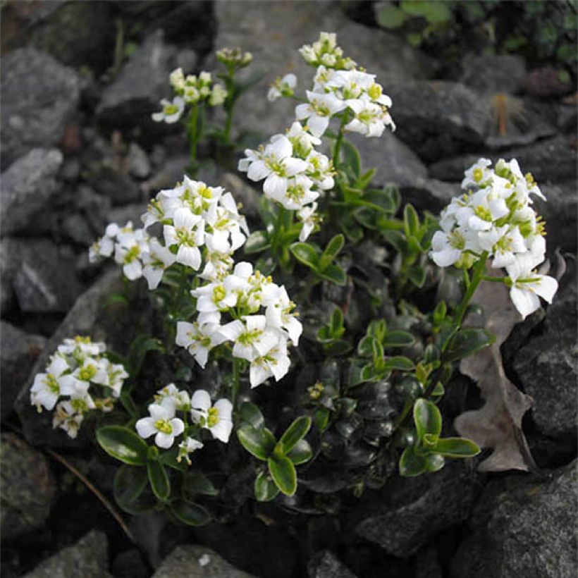 Arabis suendermannii - Sündermanns Schaumkresse (Blüte)