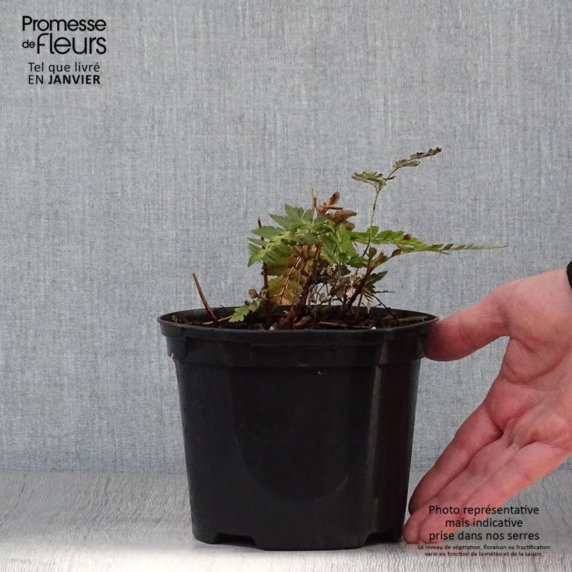 Exemplar von Arachniodes simplicior - Fougère persistante Pot de 2L/3L wie im Winter geliefert