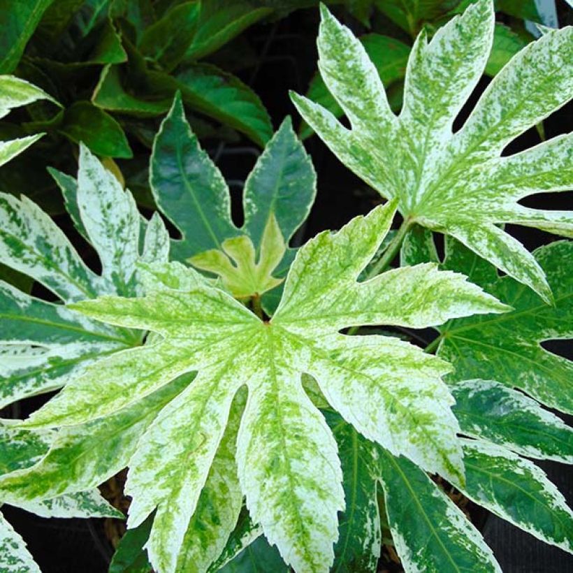 Fatsia japonica Spider's Web - Zimmeraralie (Laub)