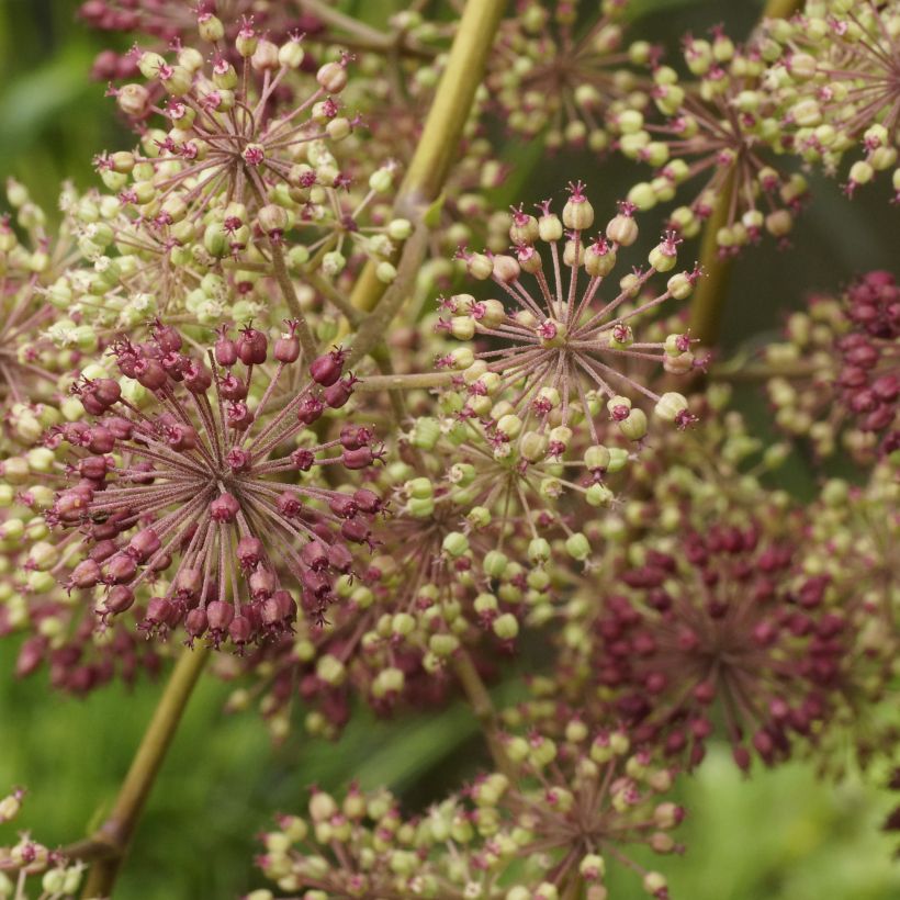 Aralia californica - Kalifornischer Aralie (Blüte)