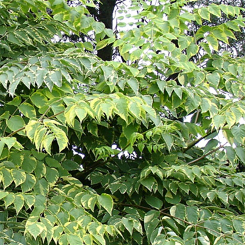 Aralia elata Golden Umbrella - Aralie (Laub)