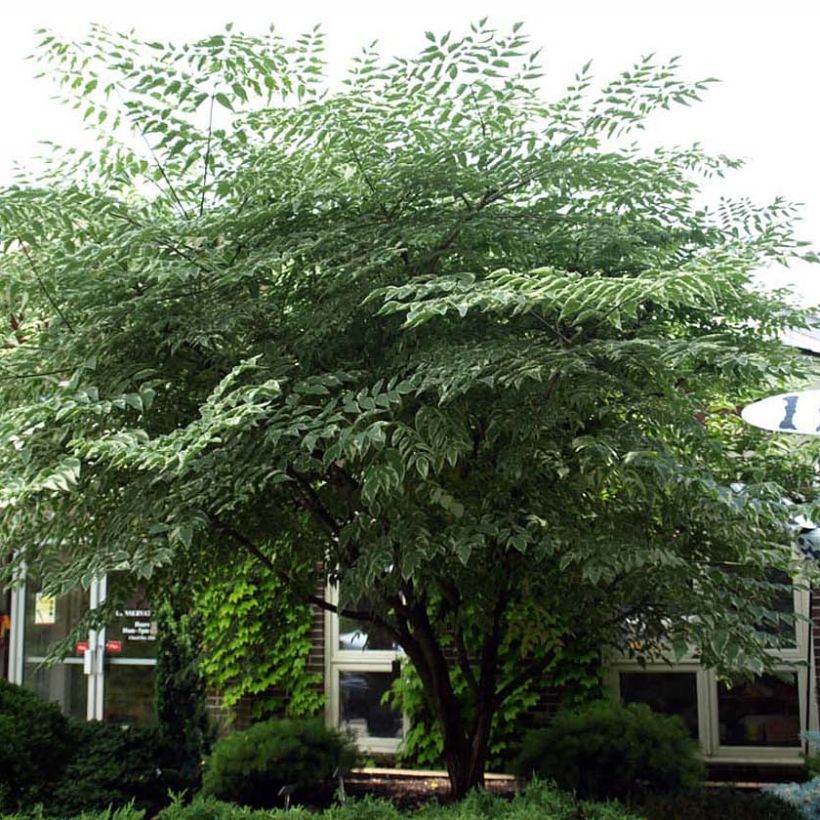 Aralia elata Silver Umbrella - Aralie (Hafen)