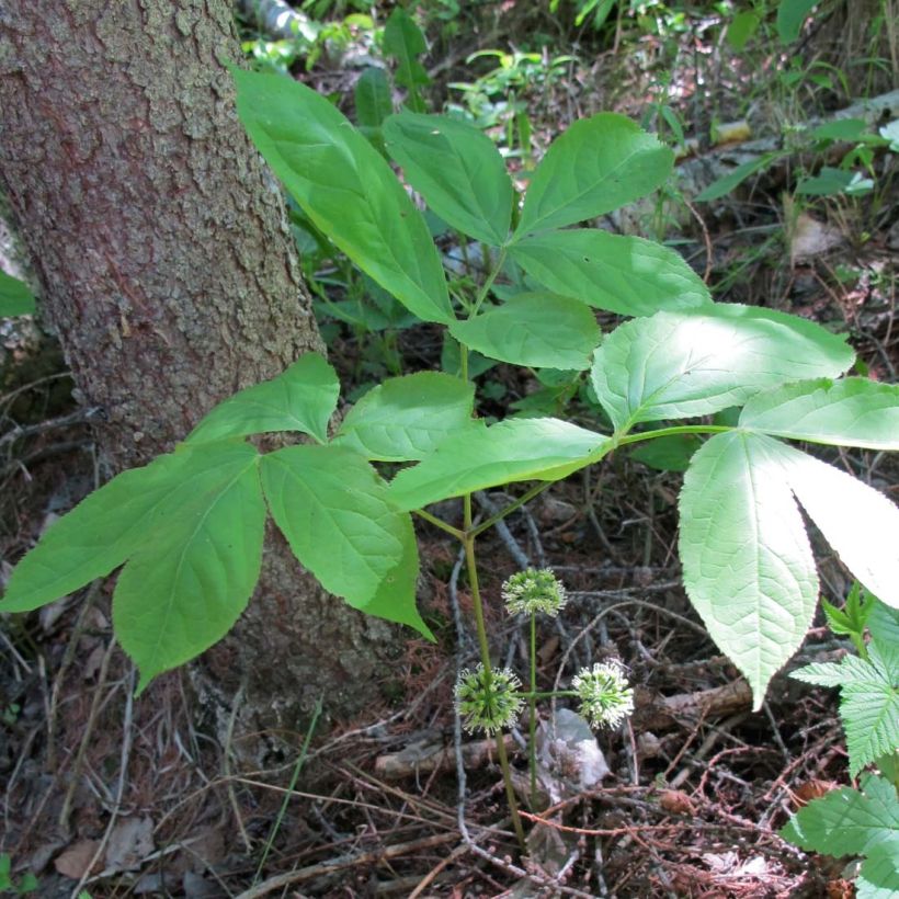 Aralia nudicaulis (Laub)