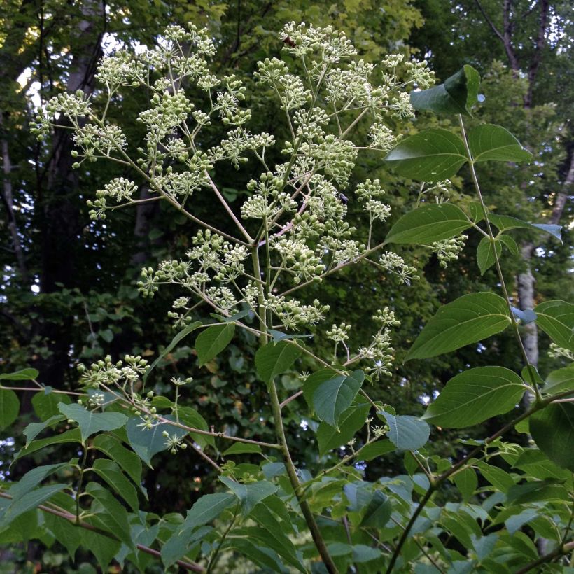 Aralia spinosa - Japanischer Angelikabaum (Hafen)