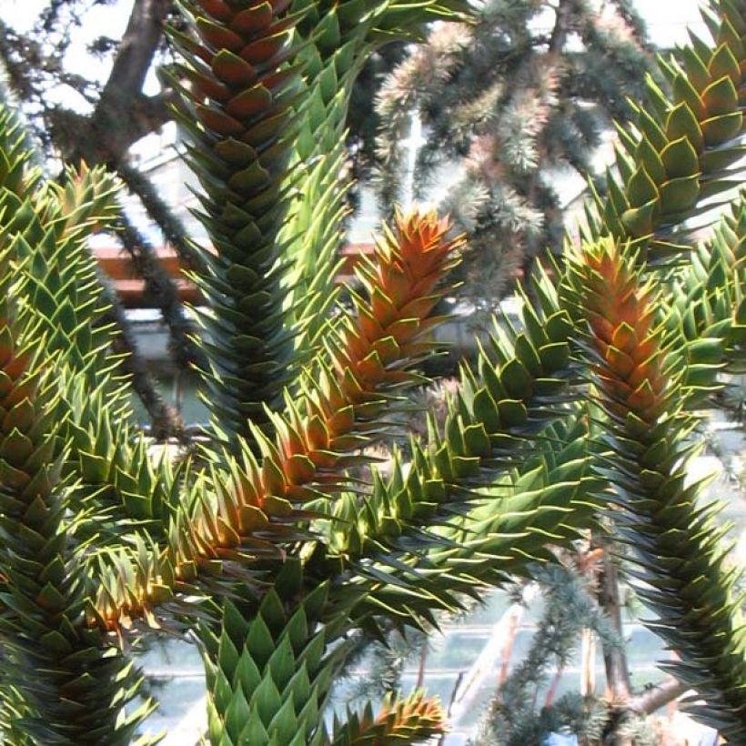 Araucaria araucana - Chilenische Araukarie (Laub)