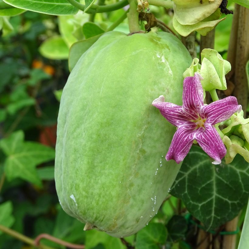 Araujia sericifera - Araujie (Ernte)