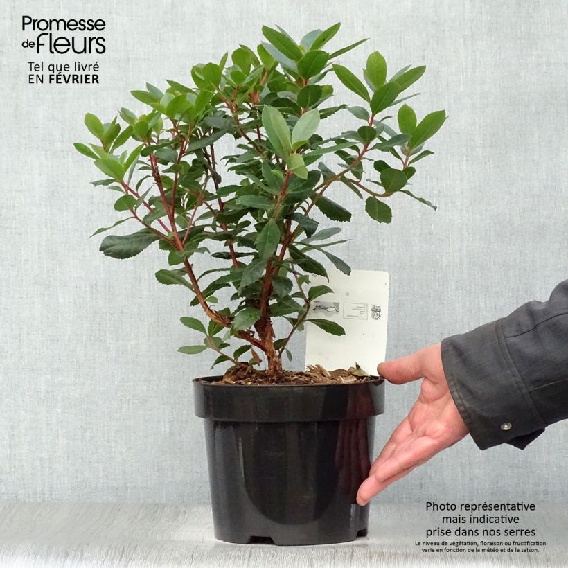 Exemplar von Arbutus unedo - Arbousier en pot de 3L wie im Winter geliefert