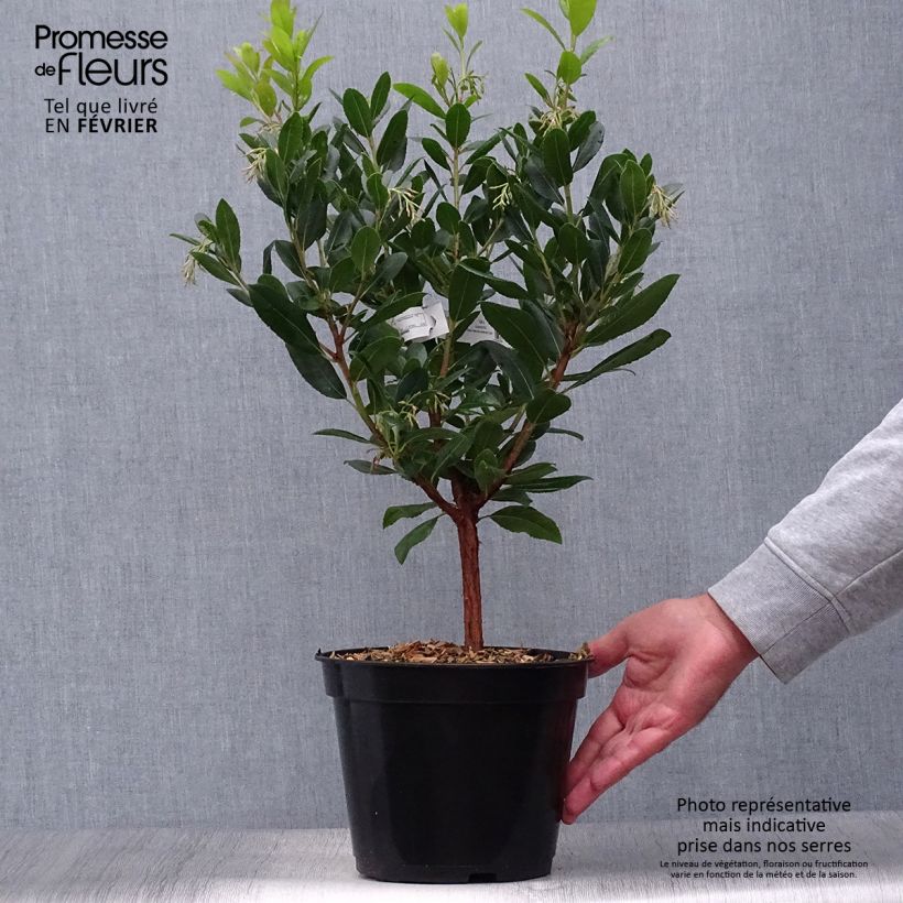 Exemplar von Arbutus unedo Atlantic - Arbousier Pot de 4L/5L wie im Herbst geliefert