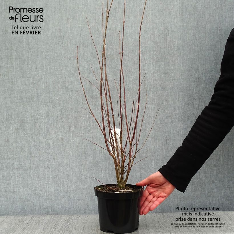 Exemplar von Arbre à caramel - Cercidiphyllum japonicum en pot de 3/4L wie im Winter geliefert