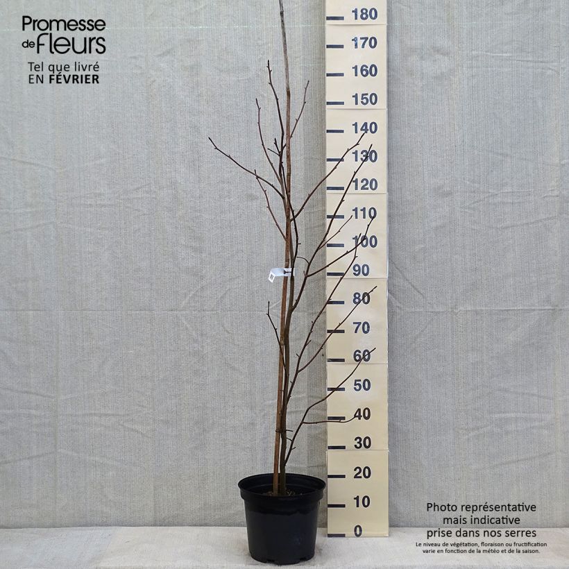 Exemplar von Arbre à mouchoir - Davidia involucrata en pot de 7,5L/10L wie im Winter geliefert