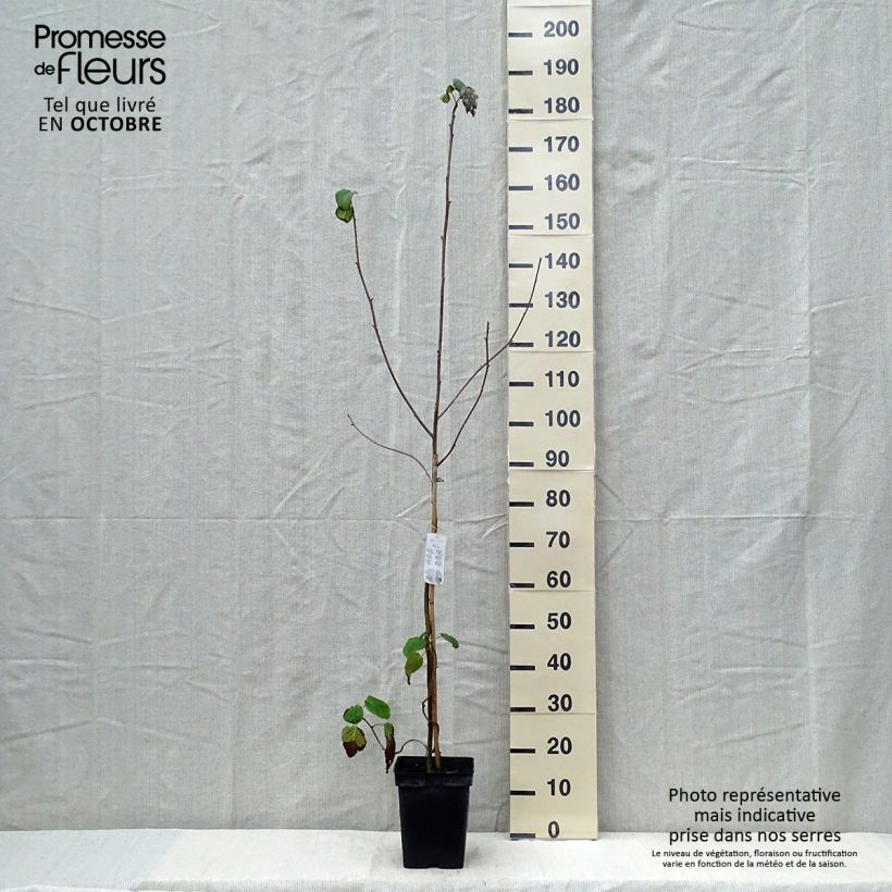 Exemplar von Arbre aux mouchoirs - Davidia involucrata en pot de 4L/5L wie im Herbst geliefert