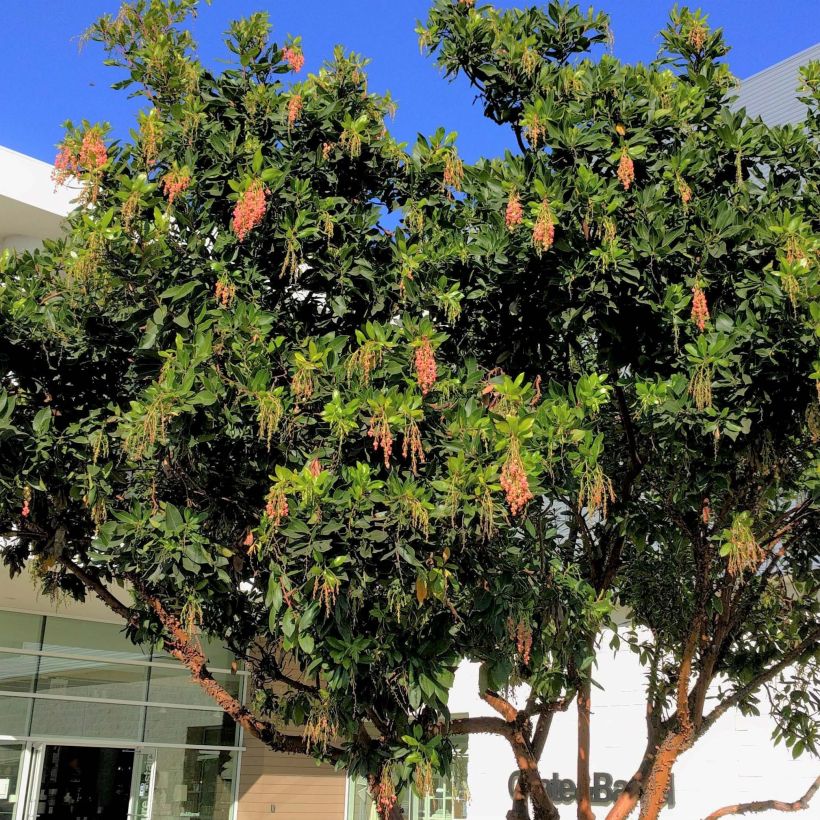 Arbutus Marina - Erdbeerbaum (Hafen)