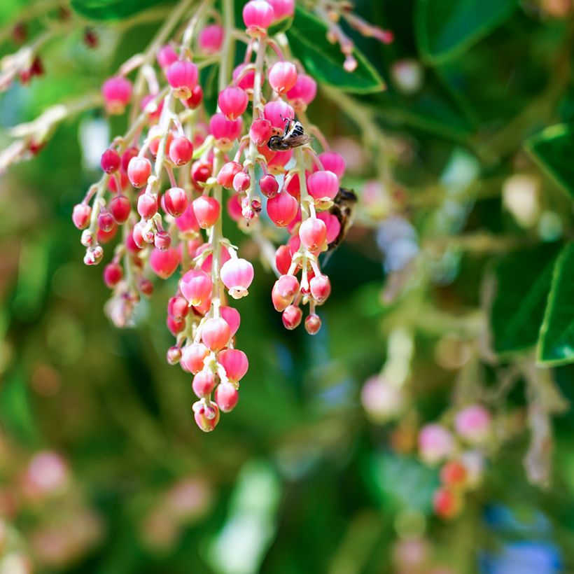 Arbutus Marina - Erdbeerbaum (Blüte)