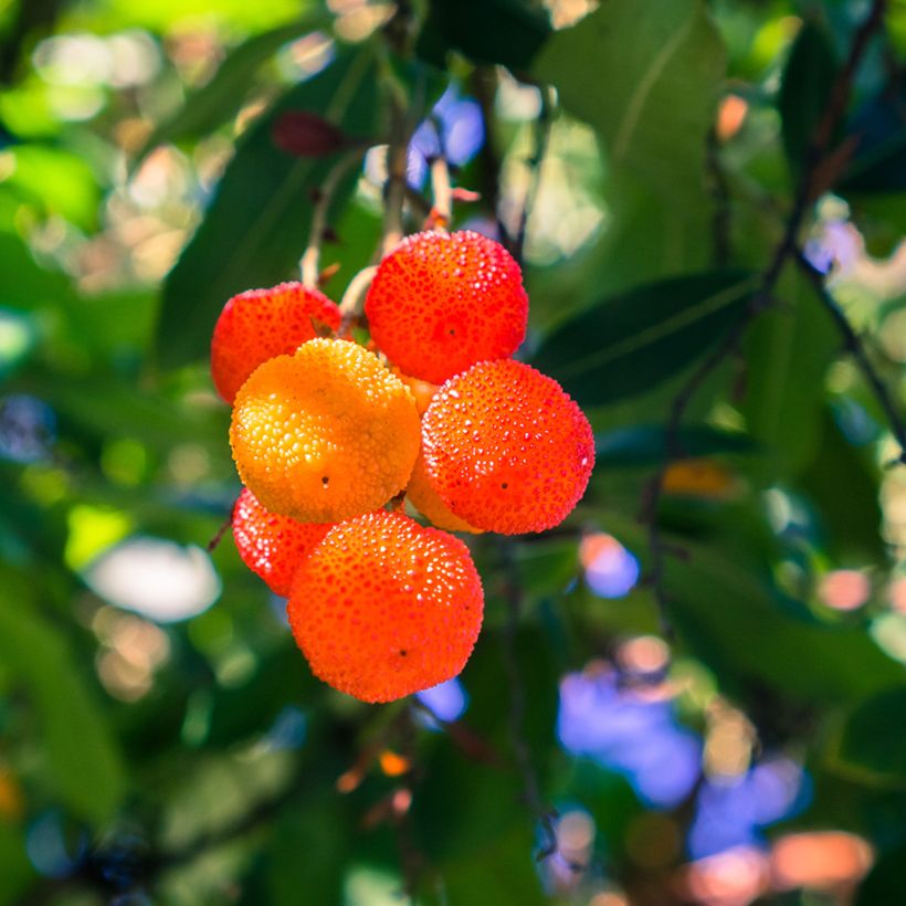 Arbutus Marina - Erdbeerbaum (Ernte)