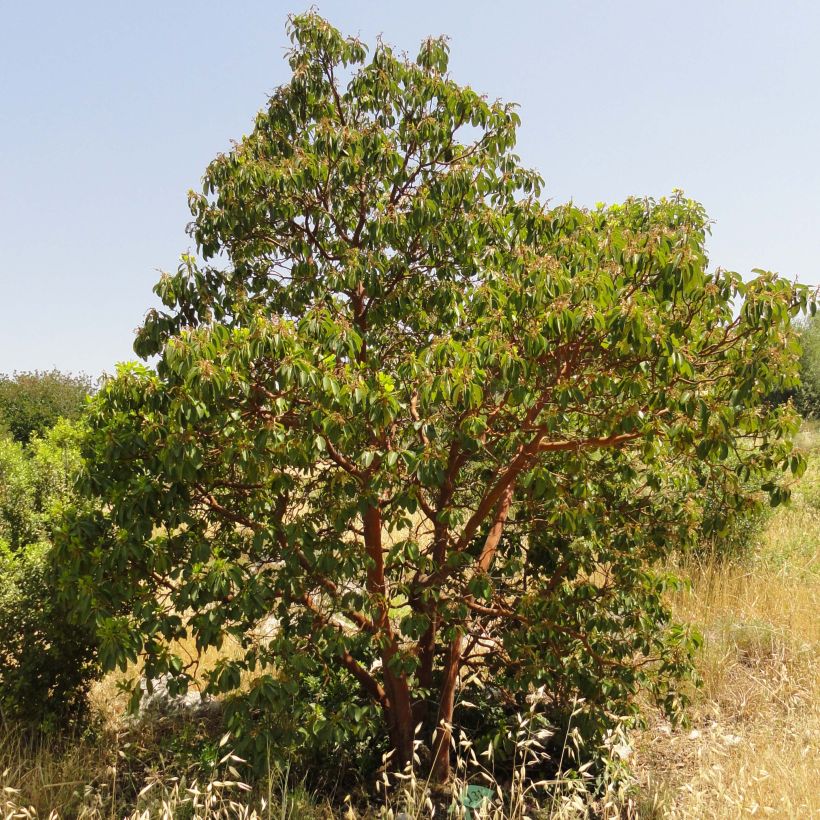 Arbutus andrachne - Zyprischer Erdbeerbaum (Hafen)