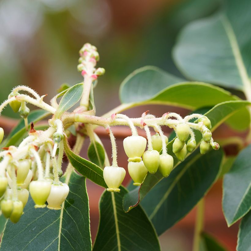 Arbutus andrachne - Zyprischer Erdbeerbaum (Blüte)