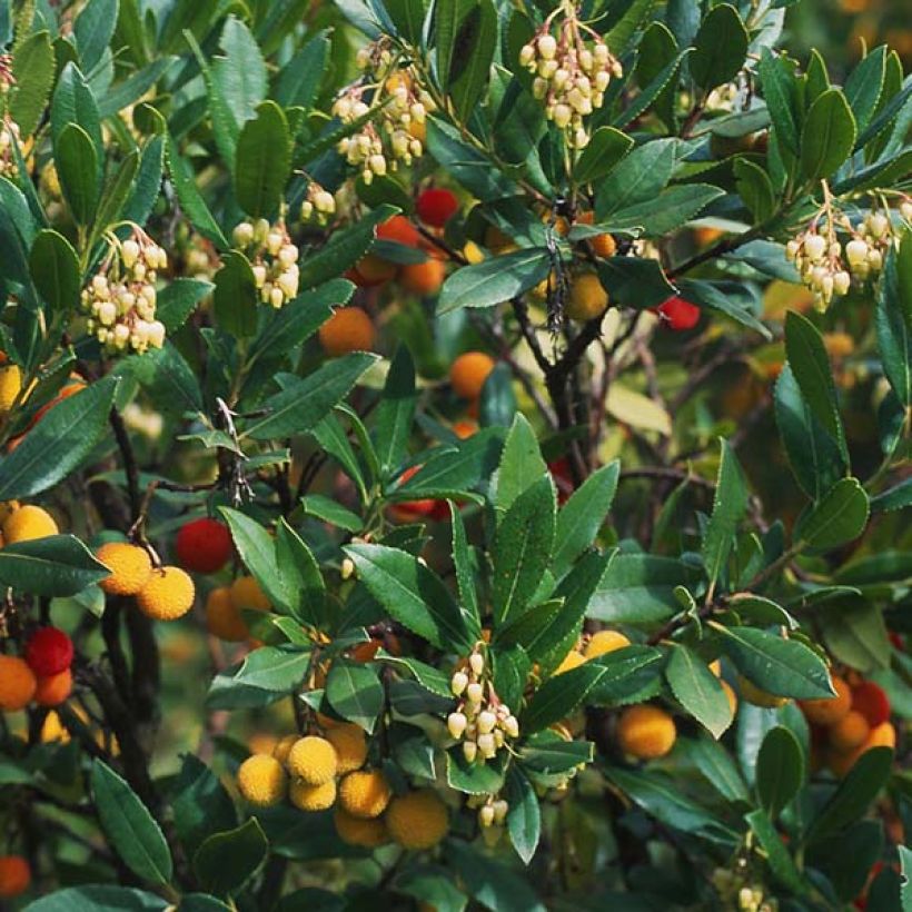 Westlicher Erdbeerbaum Atlantic - Arbutus unedo (Laub)