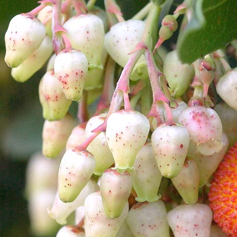 Westlicher Erdbeerbaum Atlantic - Arbutus unedo (Blüte)