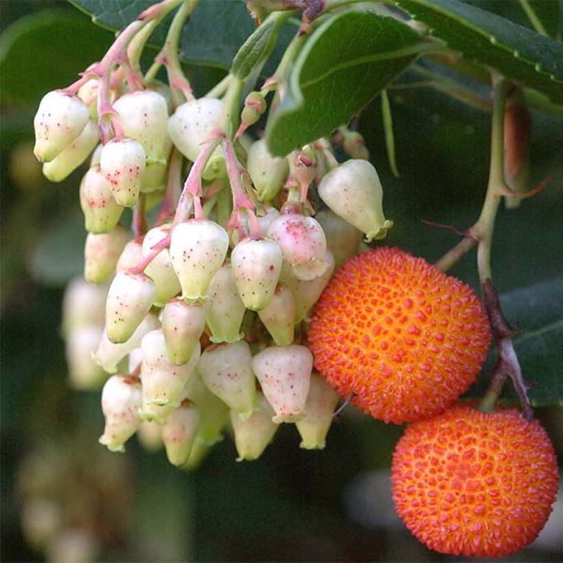 Westlicher Erdbeerbaum Atlantic - Arbutus unedo (Ernte)