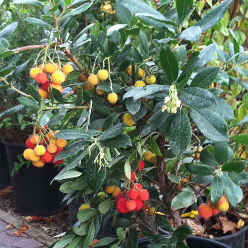 Arbutus unedo Compacta - Westlicher Erdbeerbaum (Hafen)