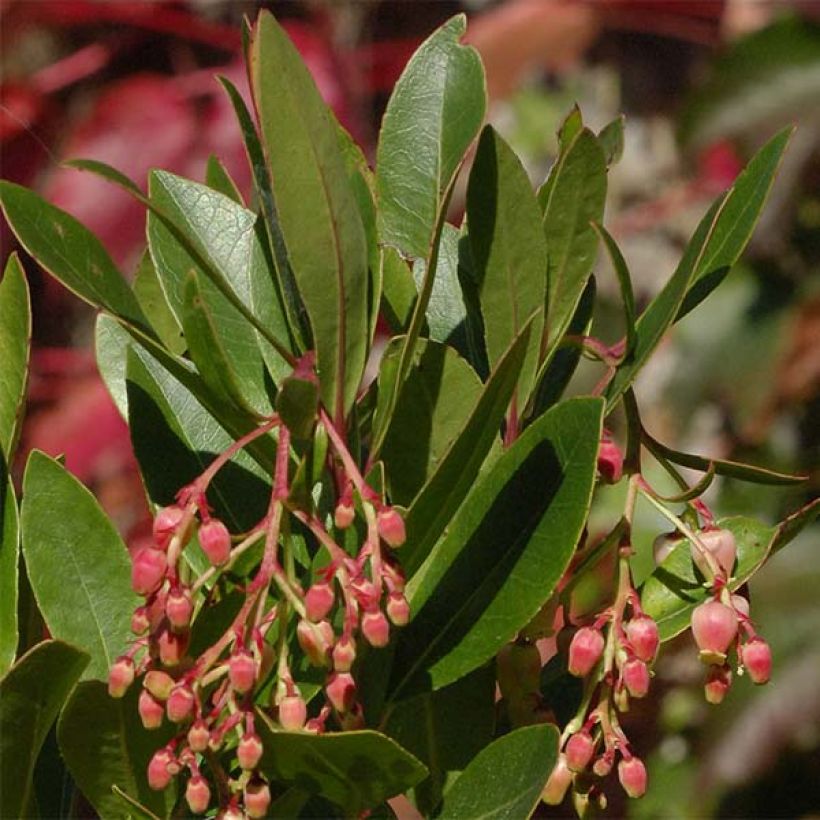 Arbutus unedo Roselily Minlily - Westlicher Erdbeerbaum (Laub)