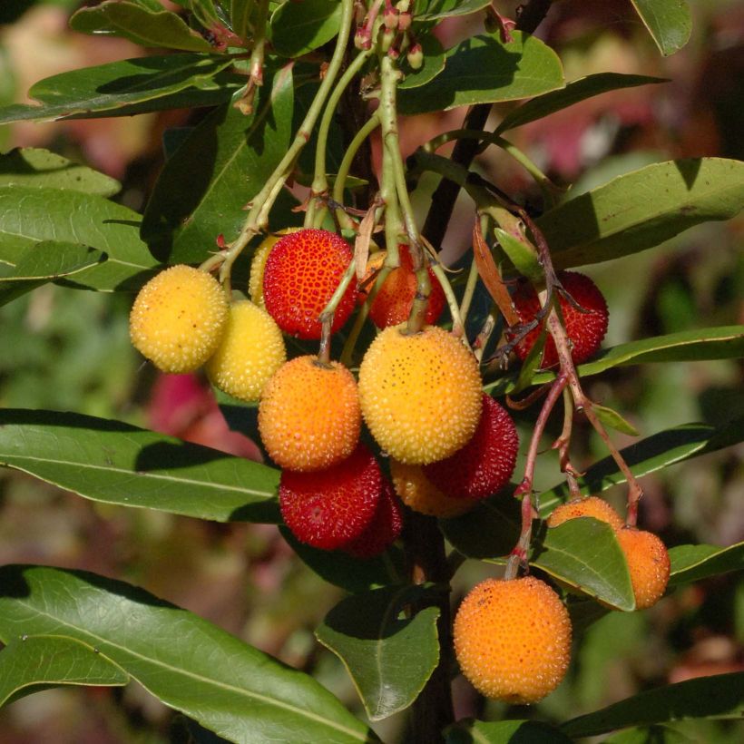 Arbutus unedo Roselily Minlily - Westlicher Erdbeerbaum (Ernte)