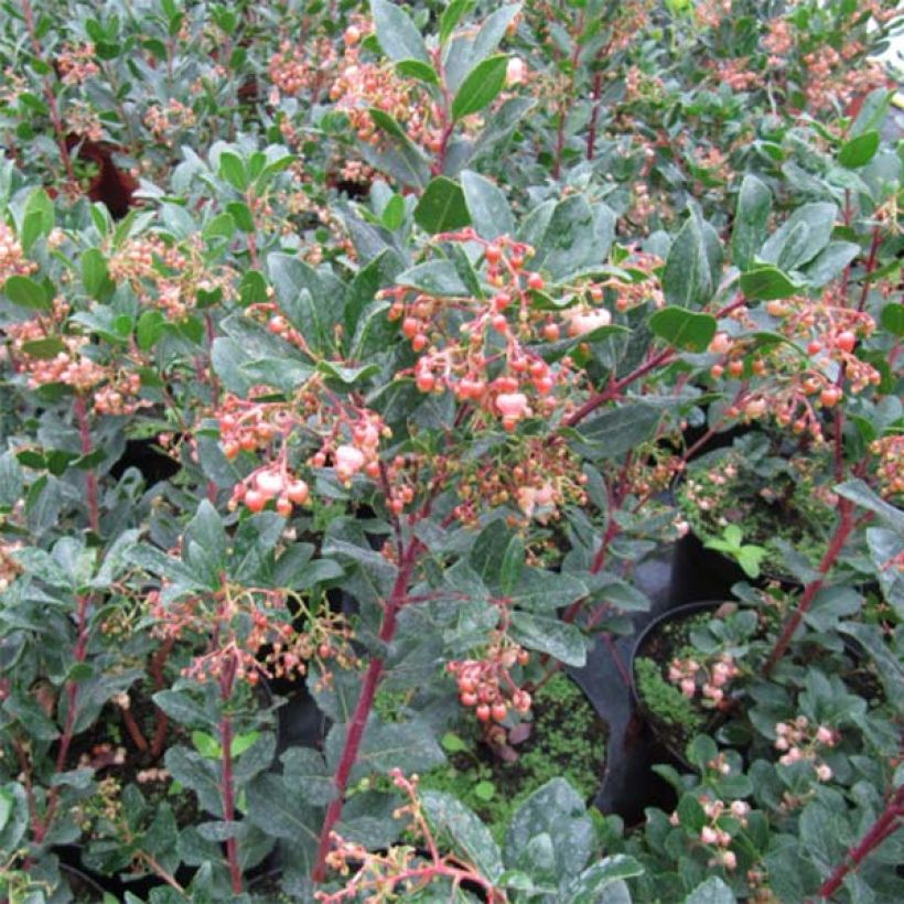 Arbutus unedo Rubra - Westlicher Erdbeerbaum (Laub)