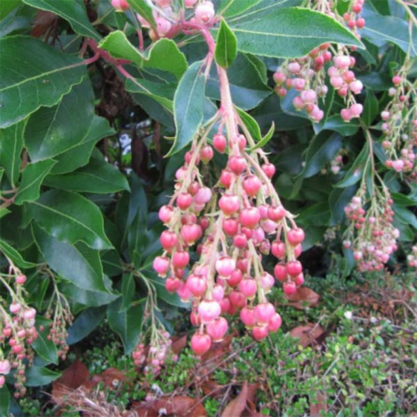 Arbutus unedo Rubra - Westlicher Erdbeerbaum (Blüte)