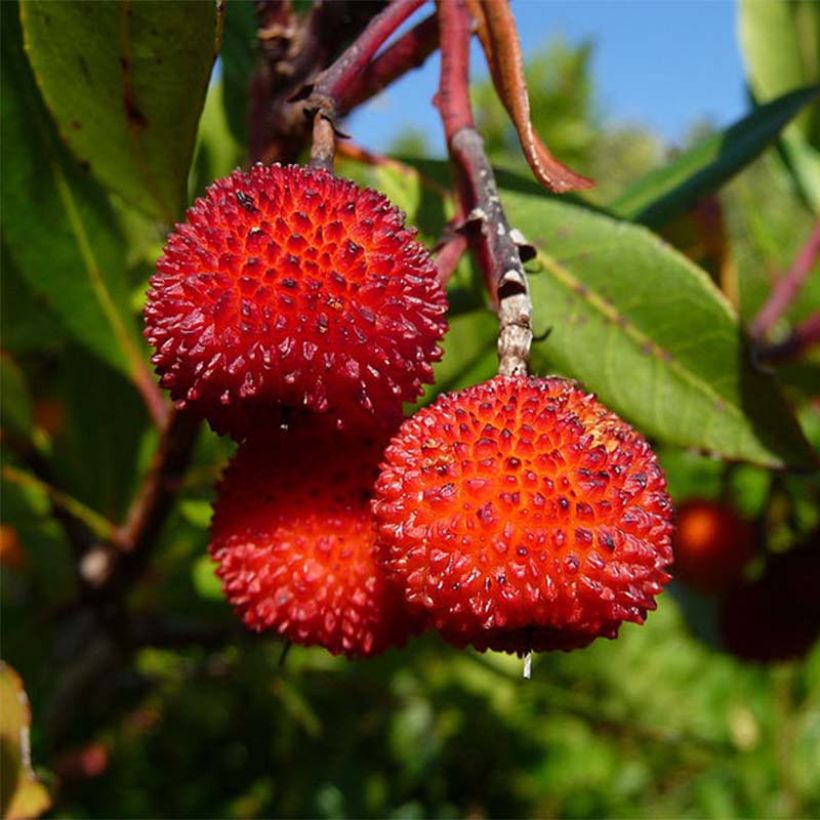 Arbutus unedo Rubra - Westlicher Erdbeerbaum (Ernte)