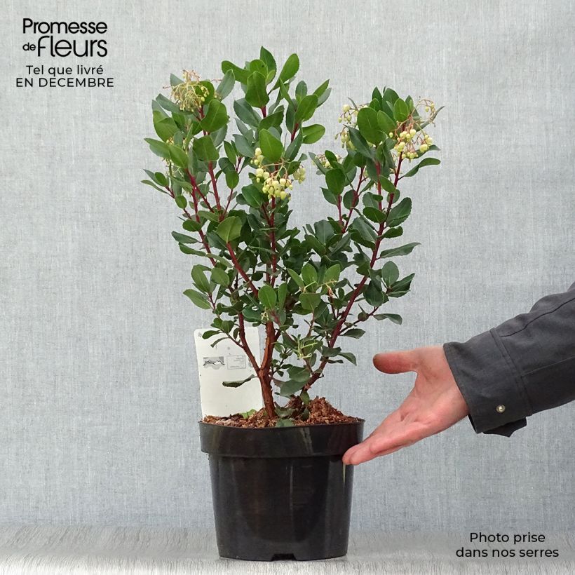 Exemplar von Arbutus unedo Rubra - Arbousier en pot de 3/4L wie im Winter geliefert