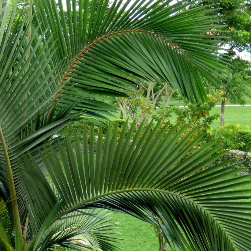 Archontophoenix alexandrae - Feuer-Palme (Laub)