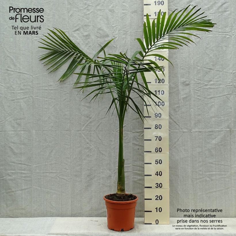 Exemplar von Archontophoenix alexandrae - Feuer-Palme Topf mit 7,5L/10LGelieferte Höhe ca. 150/200cm wie im Frühjahr geliefert