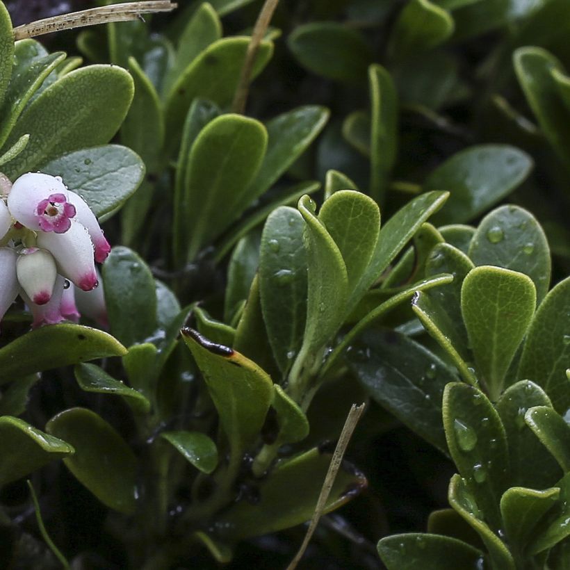 Arctostaphylos uva-ursi - Echte Bärentraube (Laub)