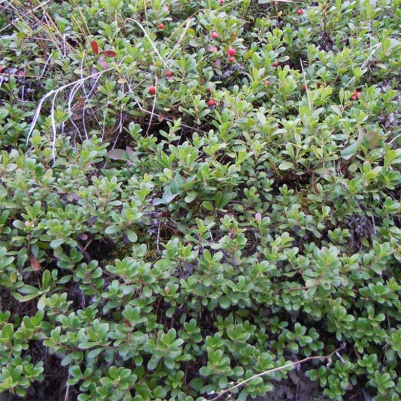 Arctostaphylos uva-ursi - Echte Bärentraube (Hafen)