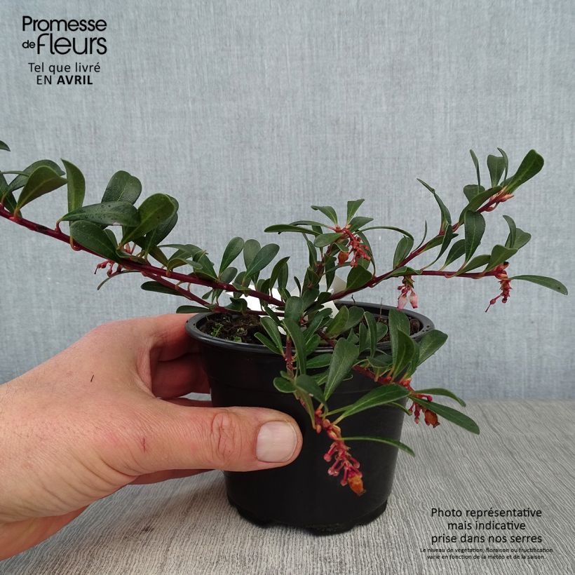 Exemplar von Arctostaphylos uva-ursi - Echte Bärentraube Kleine Töpfe von 8/9 cmGelieferte Höhe ca. 10/15cm wie im Frühjahr geliefert