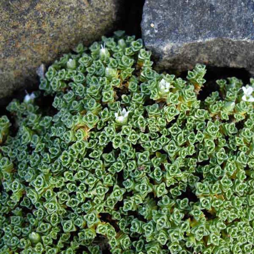 Arenaria tetraquetra subsp. amabilis - Pyrenäen-Sandkraut (Laub)