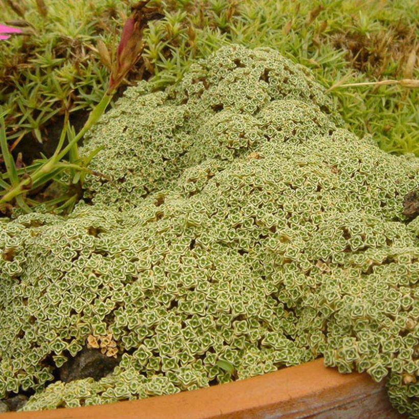 Arenaria tetraquetra subsp. amabilis - Pyrenäen-Sandkraut (Hafen)