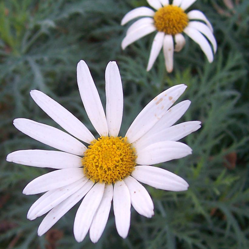 Kanarische Strauch-Margerite Chelsea Girl - Argyranthemum (Blüte)