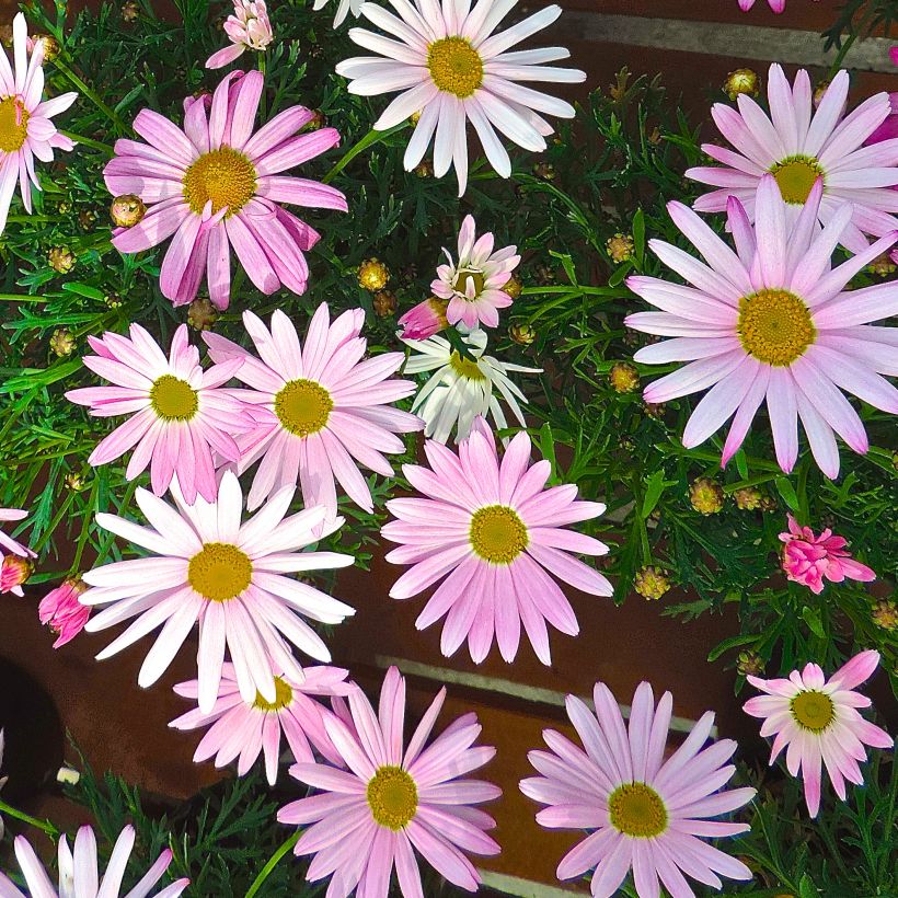 Kanarische Strauch-Margerite Gill s Pink - Argyranthemum (Blüte)