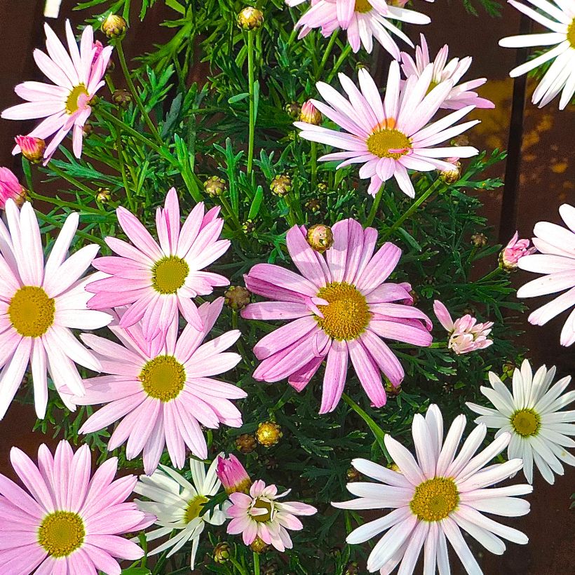 Kanarische Strauch-Margerite Gill s Pink - Argyranthemum (Hafen)