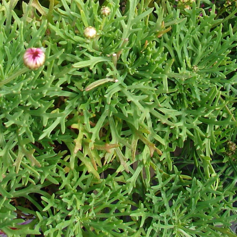 Kanarische Strauch-Margerite Petite Pink - Argyranthemum (Laub)