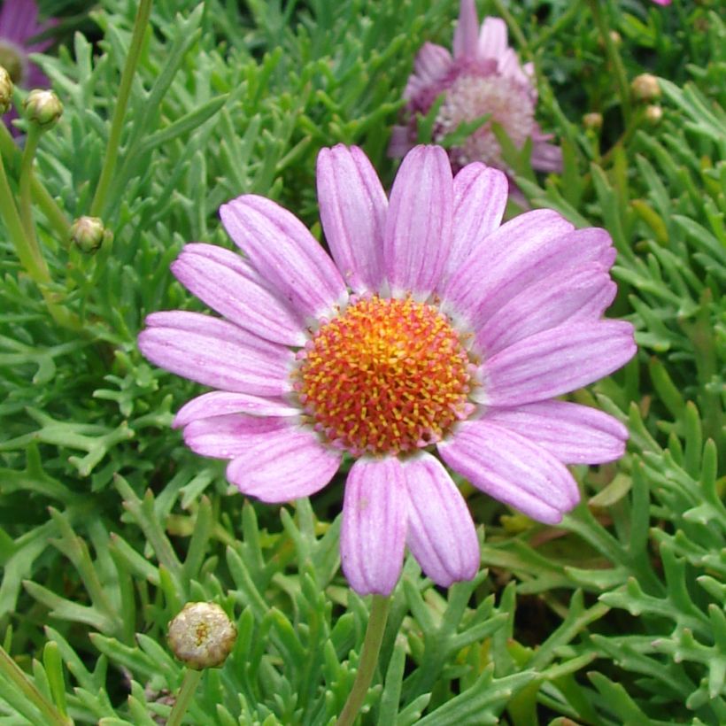 Kanarische Strauch-Margerite Petite Pink - Argyranthemum (Blüte)