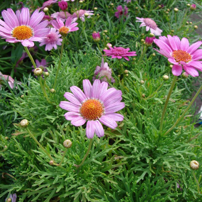 Kanarische Strauch-Margerite Petite Pink - Argyranthemum (Hafen)