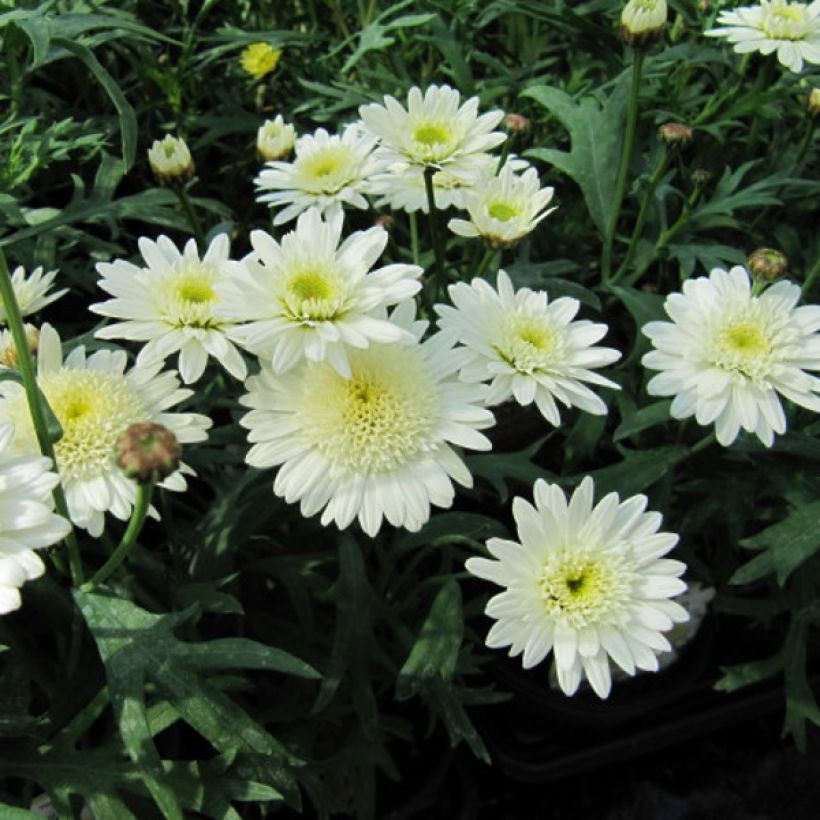 Kanarische Strauch-Margerite Powder Puff - Argyranthemum (Blüte)