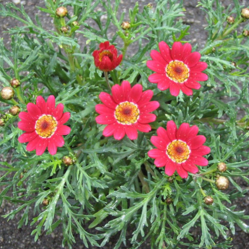 Kanarische Strauch-Margerite Starlight - Argyranthemum (Blüte)