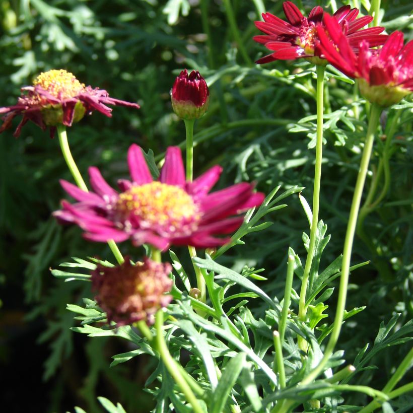 Kanarische Strauch-Margerite Starlight - Argyranthemum (Hafen)