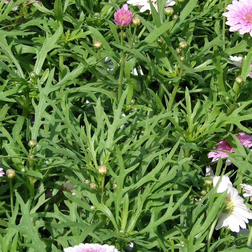 Kanarische Strauch-Margerite Summer Melody - Argyranthemum (Laub)