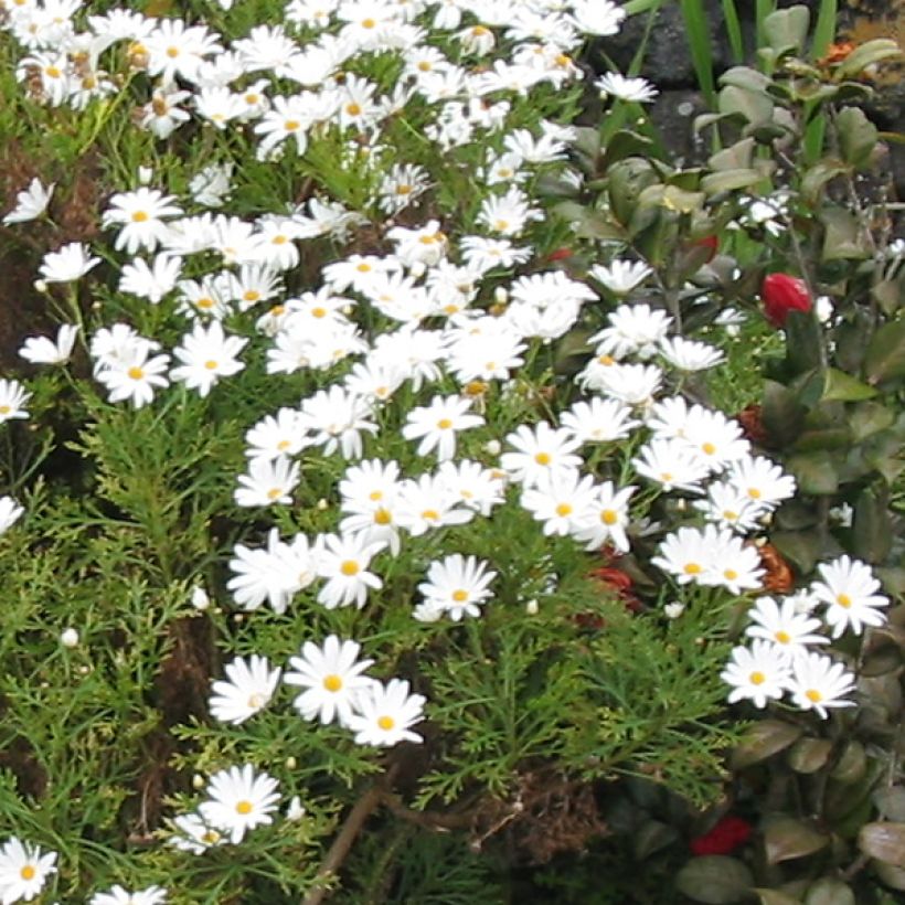 Kanarische Strauch-Margerite Snowflake - Argyranthemum (Blüte)